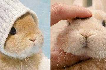 兔兔穿衣服、戴帽子　「肥肥嘴邊肉」超萌　網喊：太可愛惹！
